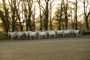 Kladruby Horses