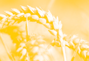 agriculture